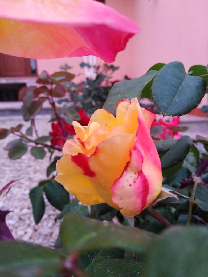 The Roses Garden Panzió La Maddalena  Kültér fotó