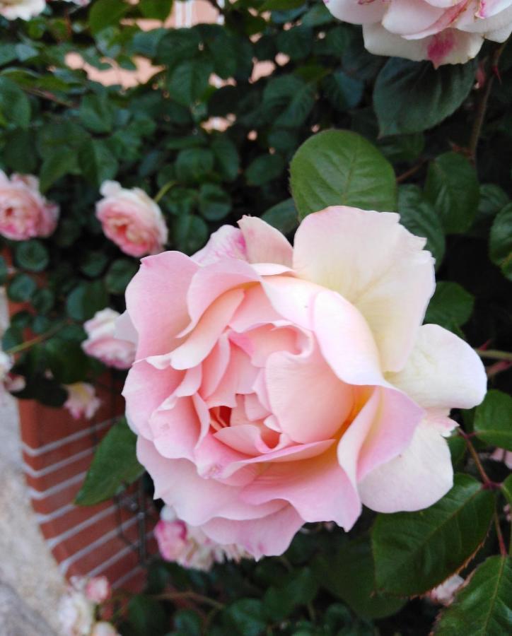 The Roses Garden Panzió La Maddalena  Kültér fotó