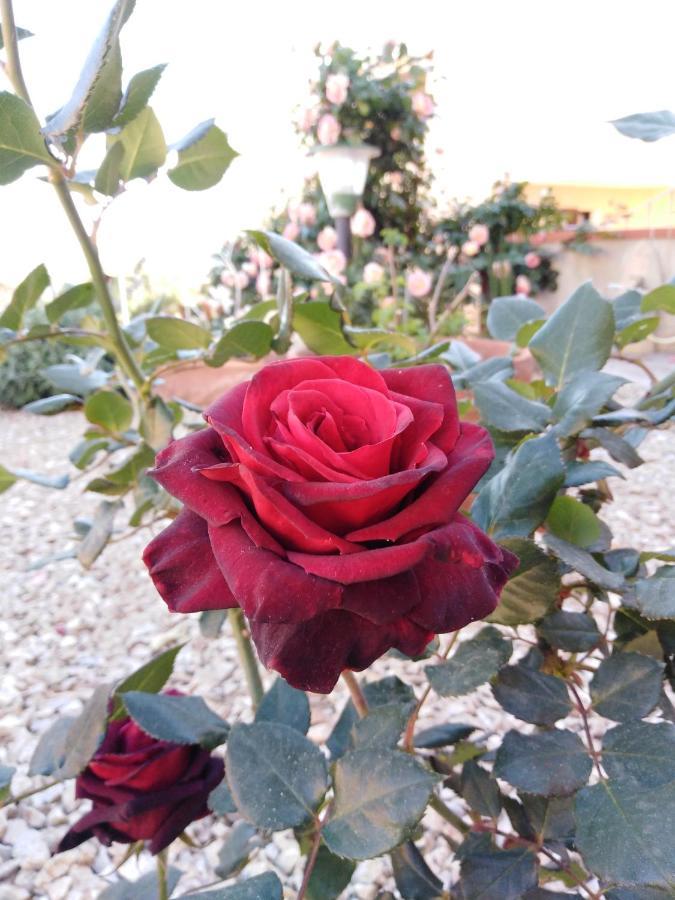 The Roses Garden Panzió La Maddalena  Kültér fotó