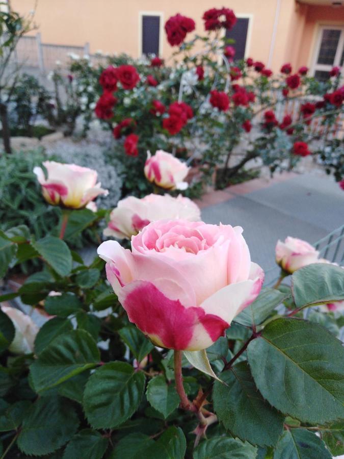 The Roses Garden Panzió La Maddalena  Kültér fotó